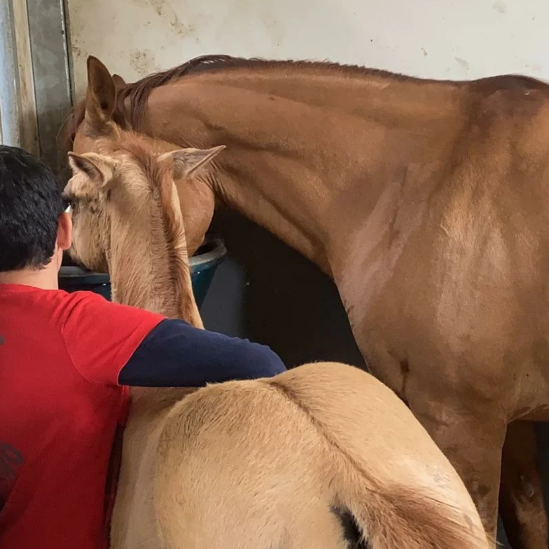 Reiten in der Nähe von Verona entlang des Flusses