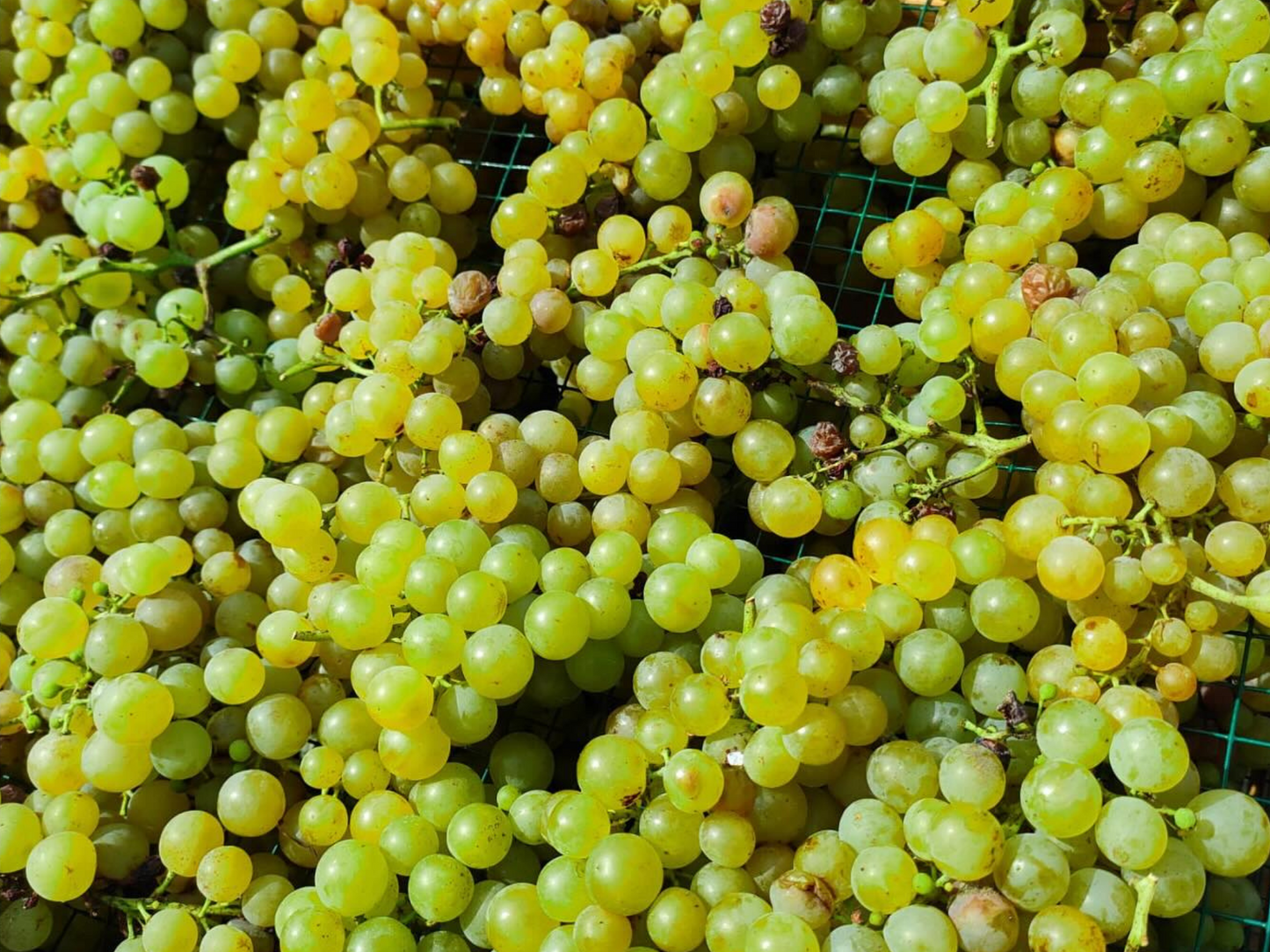 Organic Winery Visit & Wine Tasting with Food in Pavia