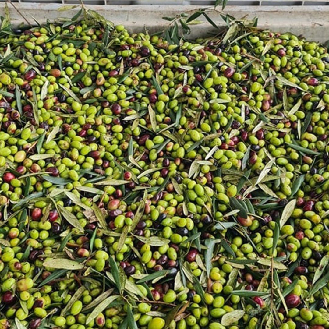 Olive Oil Mill Tour with Tasting and Gift near Bari