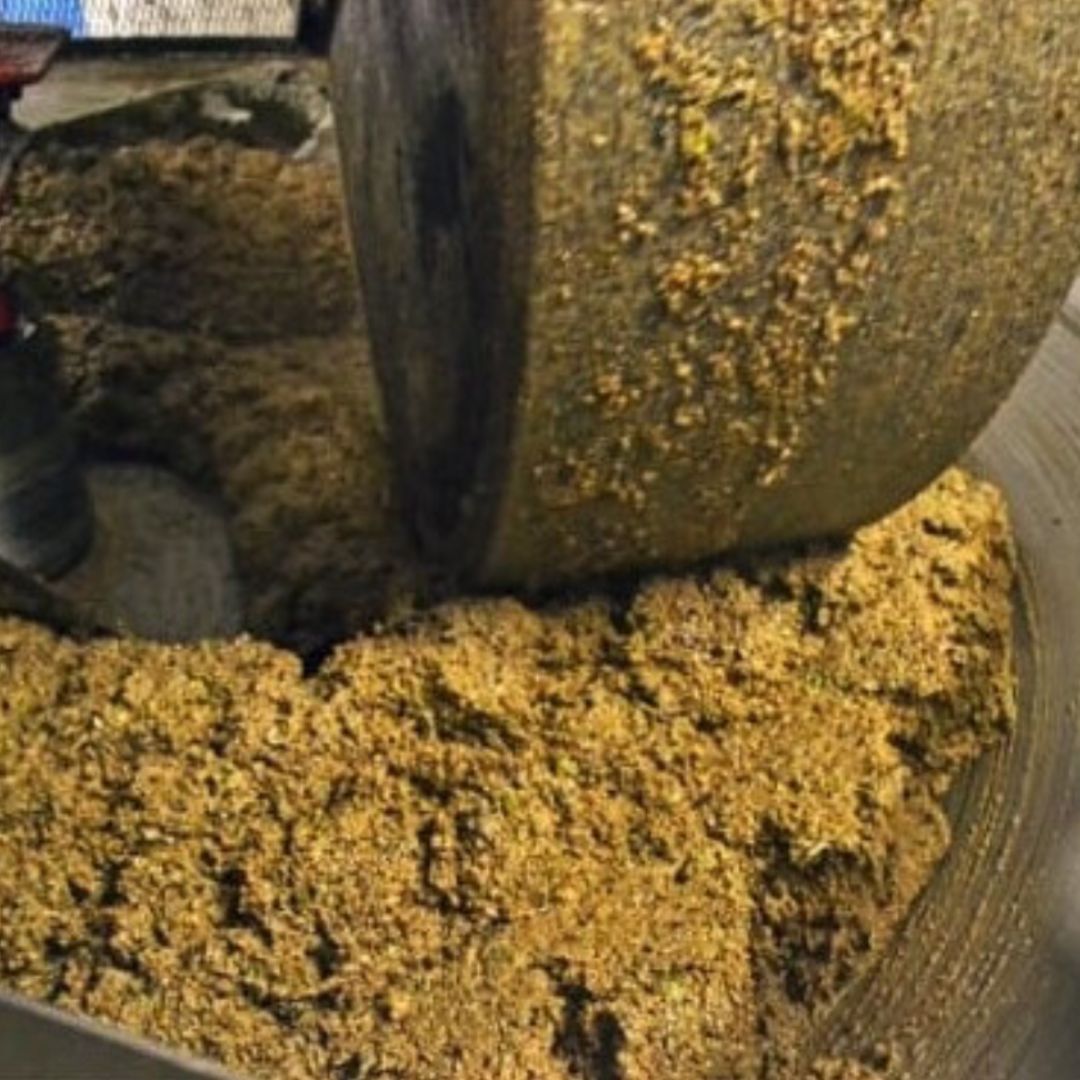 Olive Mill Visit & Guided Tasting in Taggia