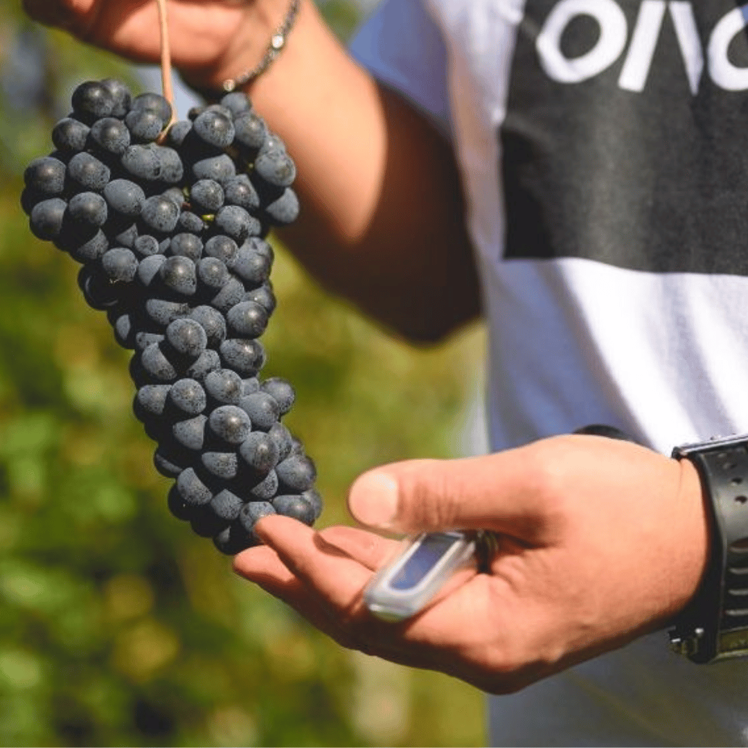 Visita alla Cantina sulle Colline di Parma e Degustazione di Vini con Piatto di Cibo