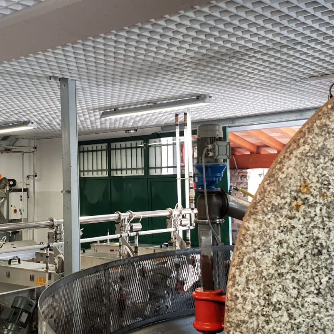 Olive Mill Visit & Guided Tasting in Taggia