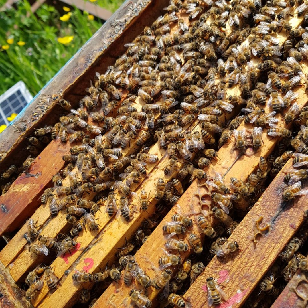 Tour di Apicoltura e Degustazione di Miele nel Monferrato