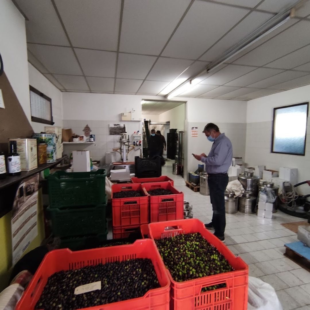 Degustazione di olio d'oliva con passeggiata facoltativa in uliveto sul Lago di Como