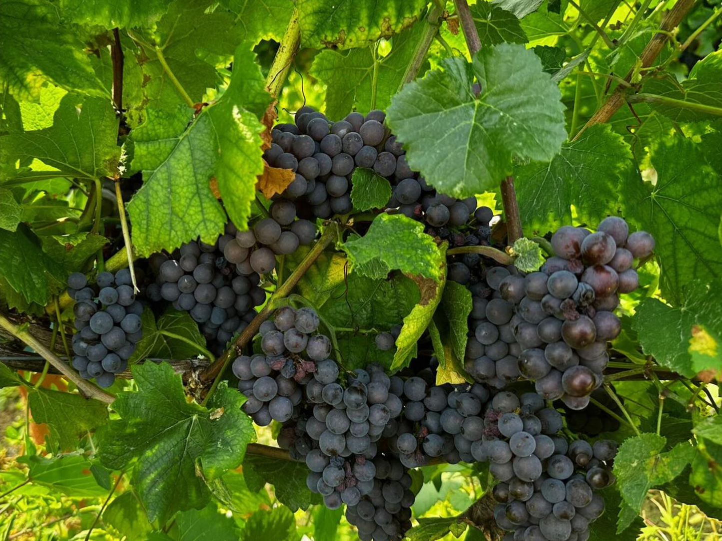 Organic Winery Visit & Wine Tasting with Food in Pavia