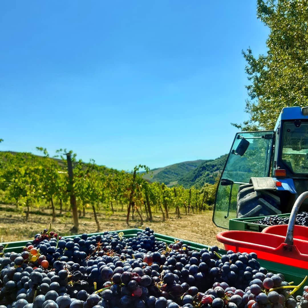 Organic Winery Visit with Wine & Food Tasting near Bologna