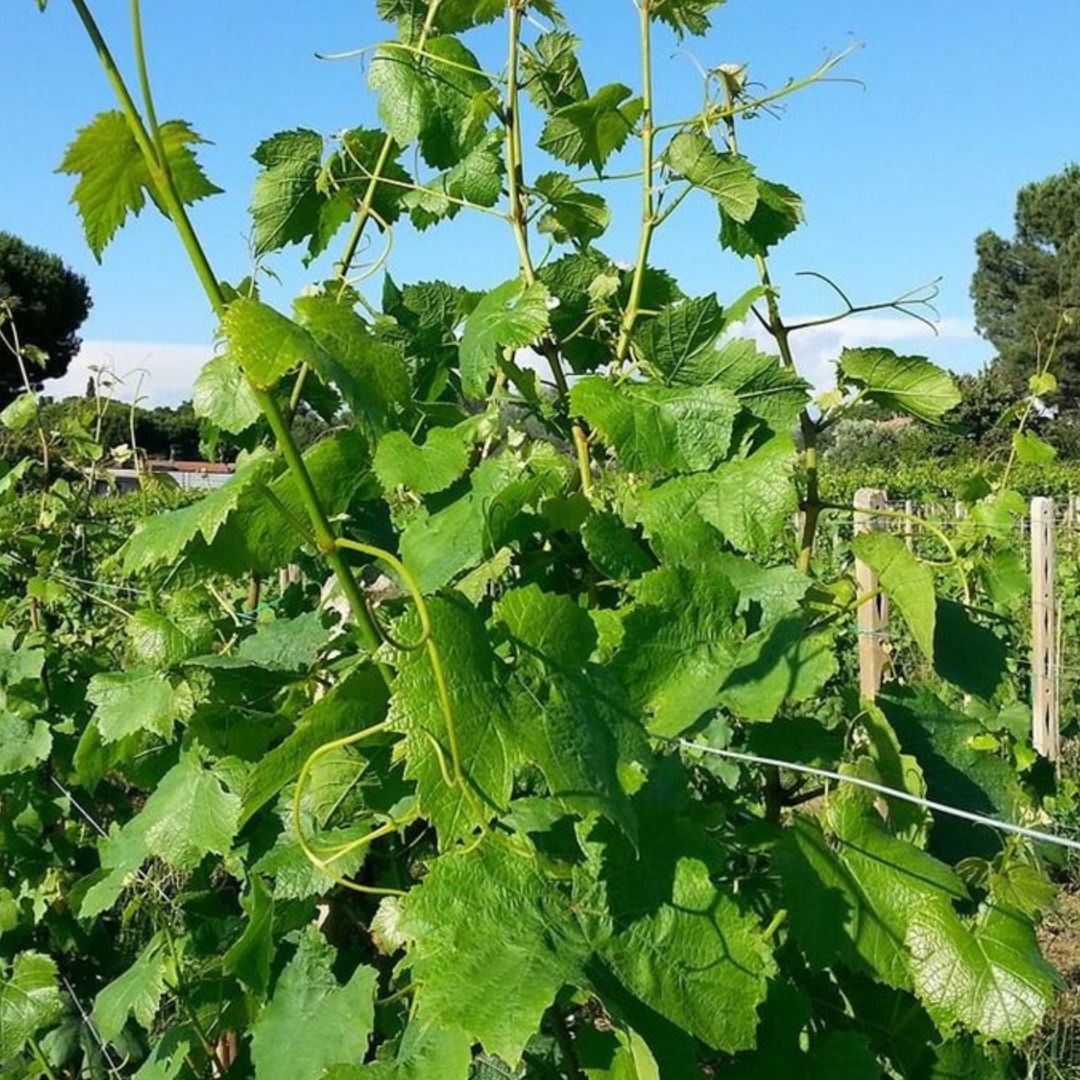 Degustazione di vini e visita ad un borgo medievale dei Castelli Romani
