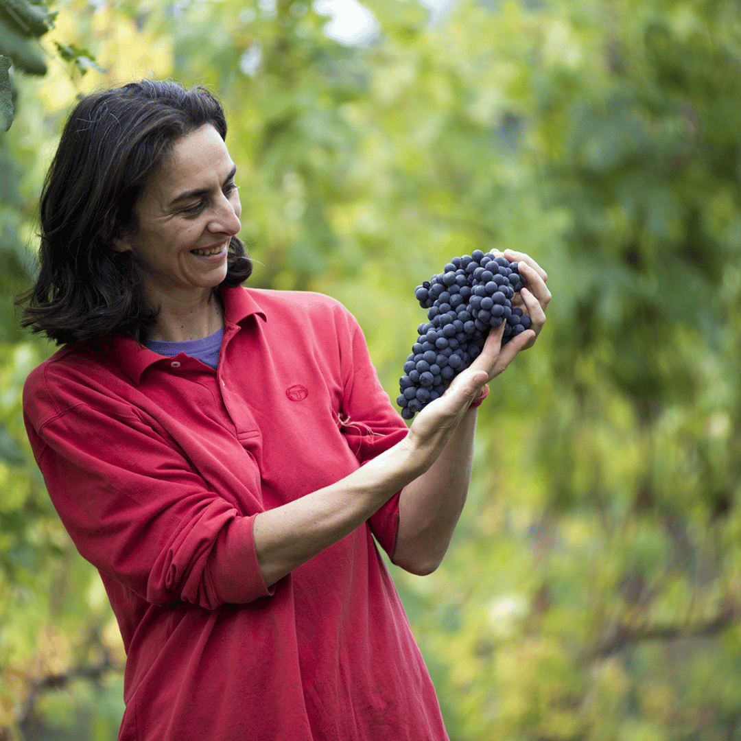 Castle Winery Tour & Tasting near Lake Maggiore