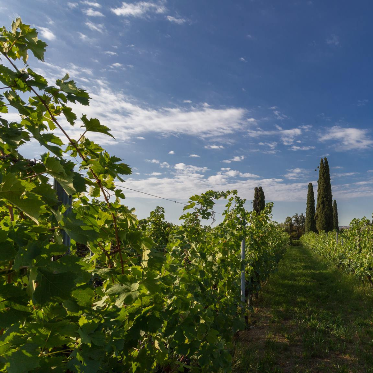 Boutique Winery Tour & Tasting in Valpolicella
