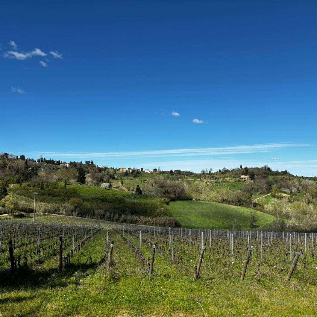 Vineyard & Cellar Tour with Wine Tasting near Pisa