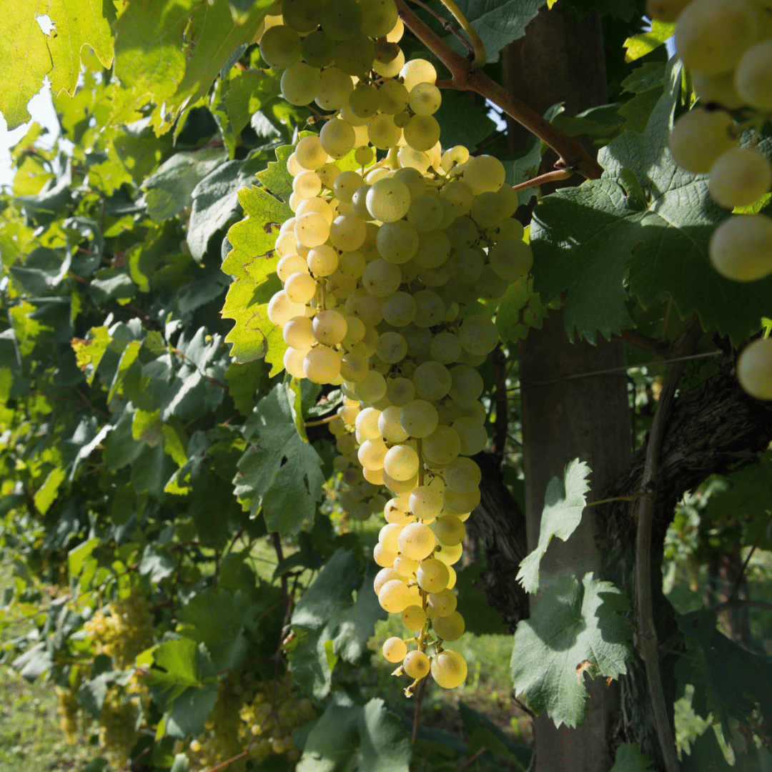 Prosecco-Verkostung in einem Weingut auf dem Land