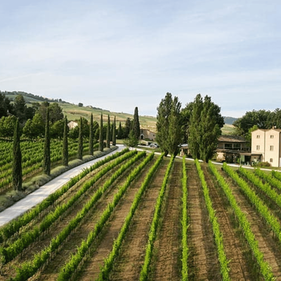 Boutique Winery Visit & 5 Organic Wine Tastings near Urbino