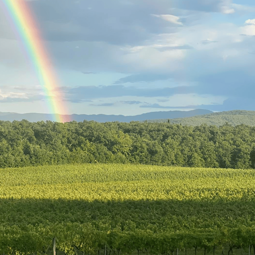 Visita a una Cantina Boutique e Degustazione di Vini vicino ad Arezzo
