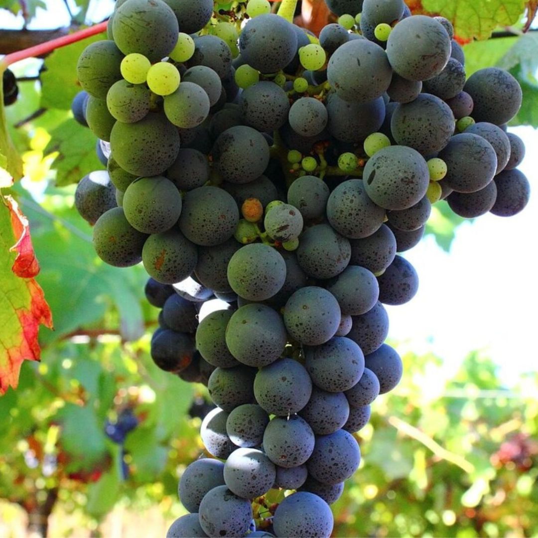 Degustazione di vini e visita ad un borgo medievale dei Castelli Romani