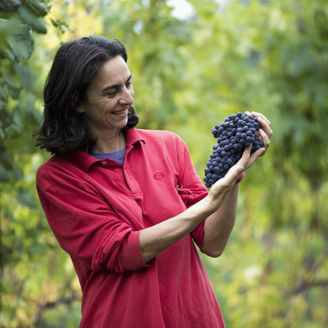 Castle Winery Tour & Tasting near Lake Maggiore