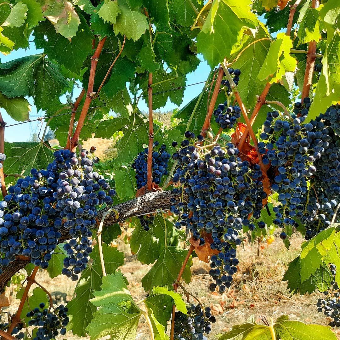 Organic Winery Visit with Wine & Food Tasting near Bologna