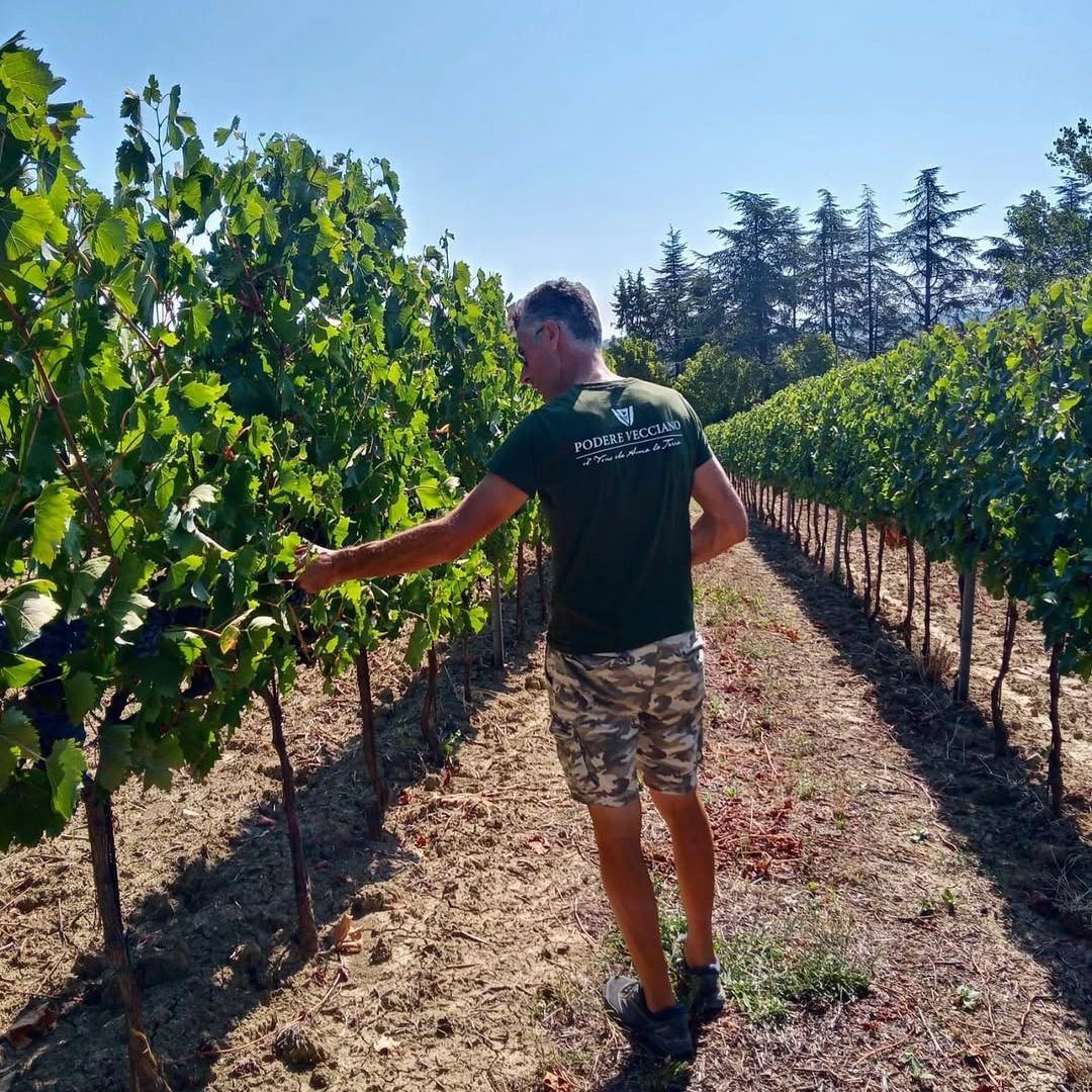 Tour in cantina con degustazione di vino e cibo nei pressi di Riccione e Rimini