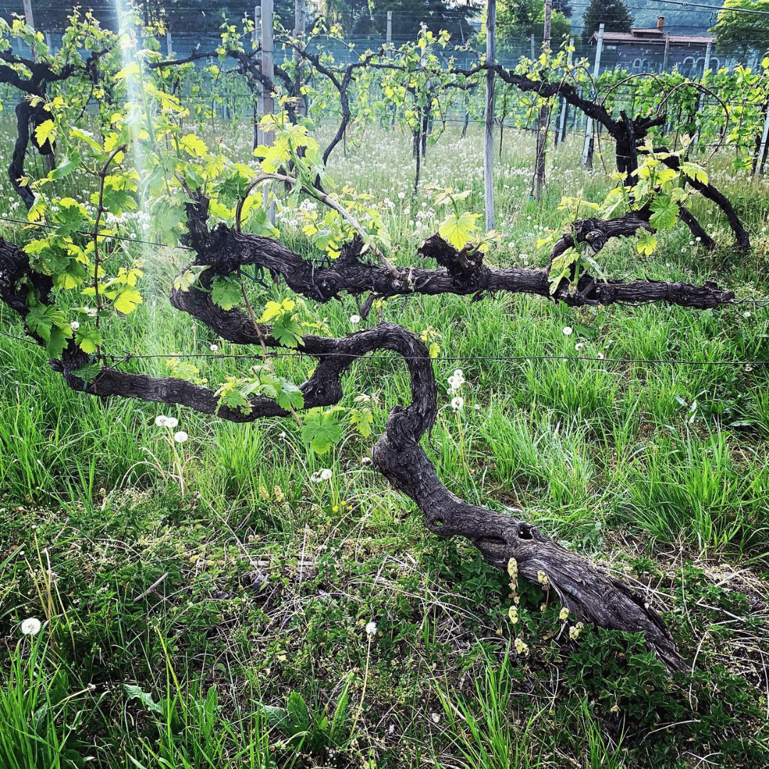 Prosecco-Verkostung in einem Weingut auf dem Land