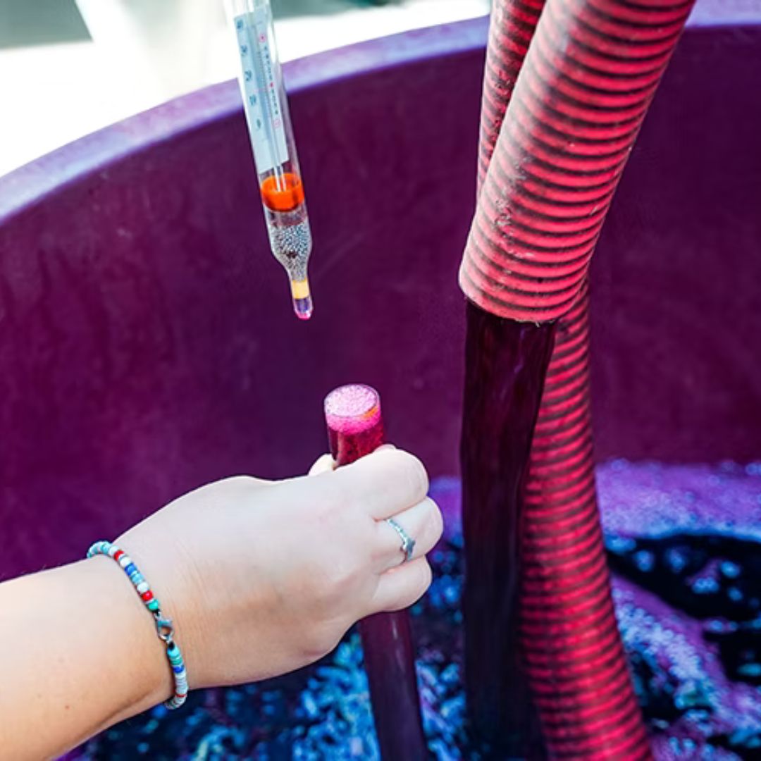 Winery Tour with Organic Wine Tasting & Lunch near Pompeii