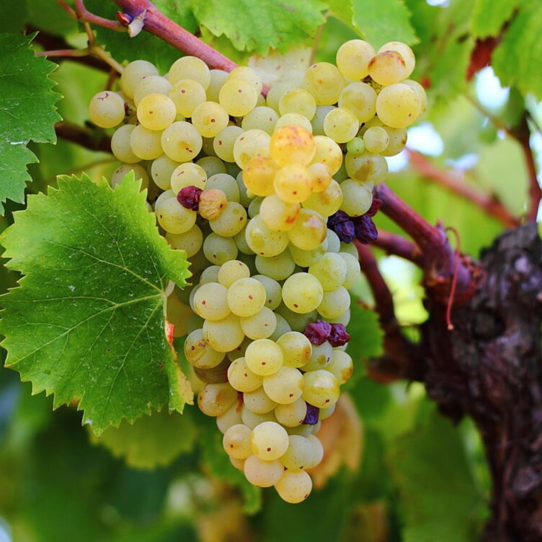 Degustazione di vini e visita ad un borgo medievale dei Castelli Romani