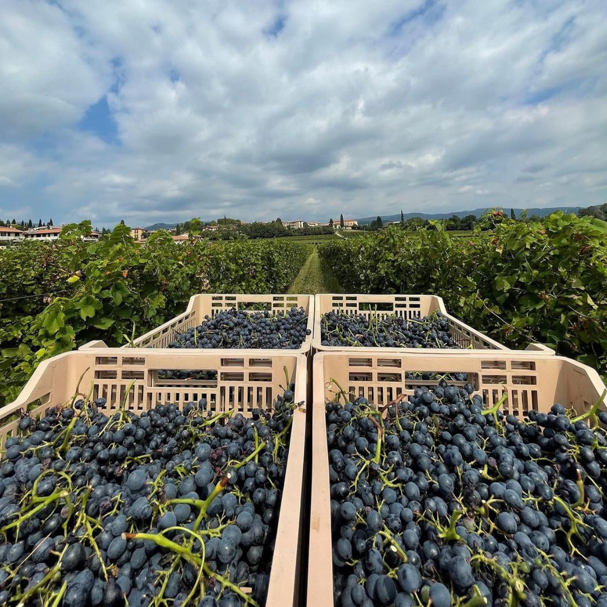 Boutique Winery Tour & Tasting in Valpolicella
