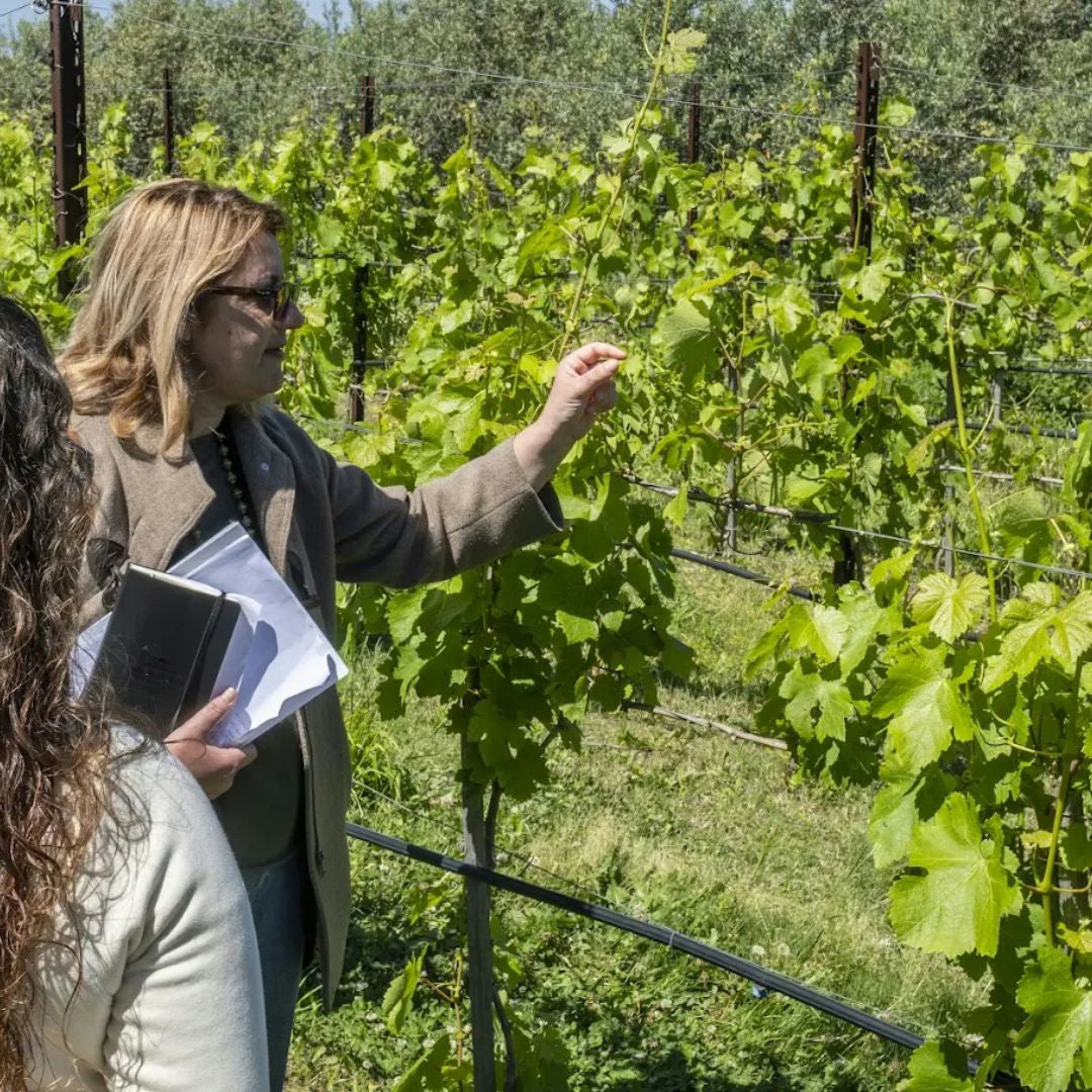 Luxury Winery Tour with Wine and Food Tasting in Sorrento 3 Naples