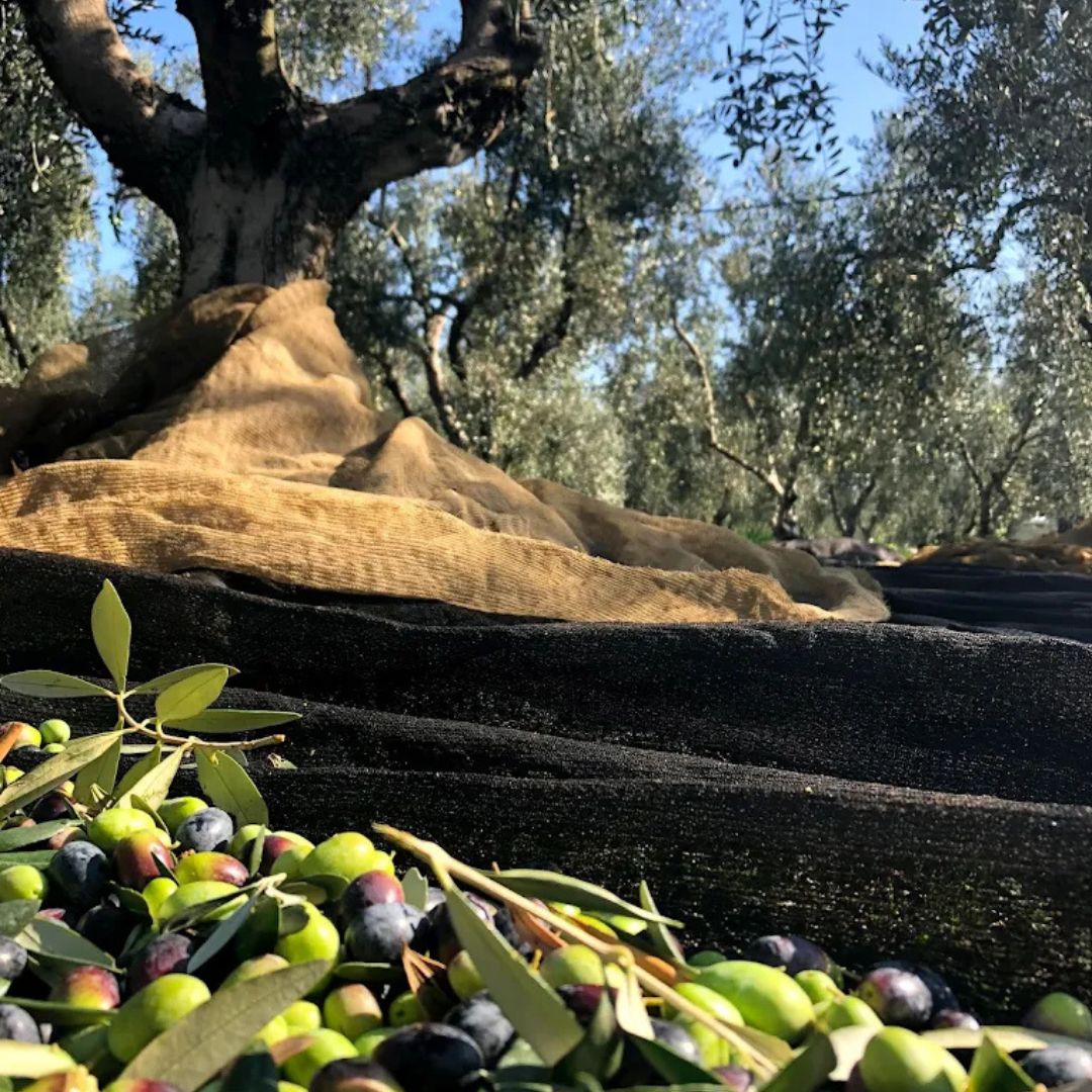 Olive Oil Mill Tour with Tasting near Bari