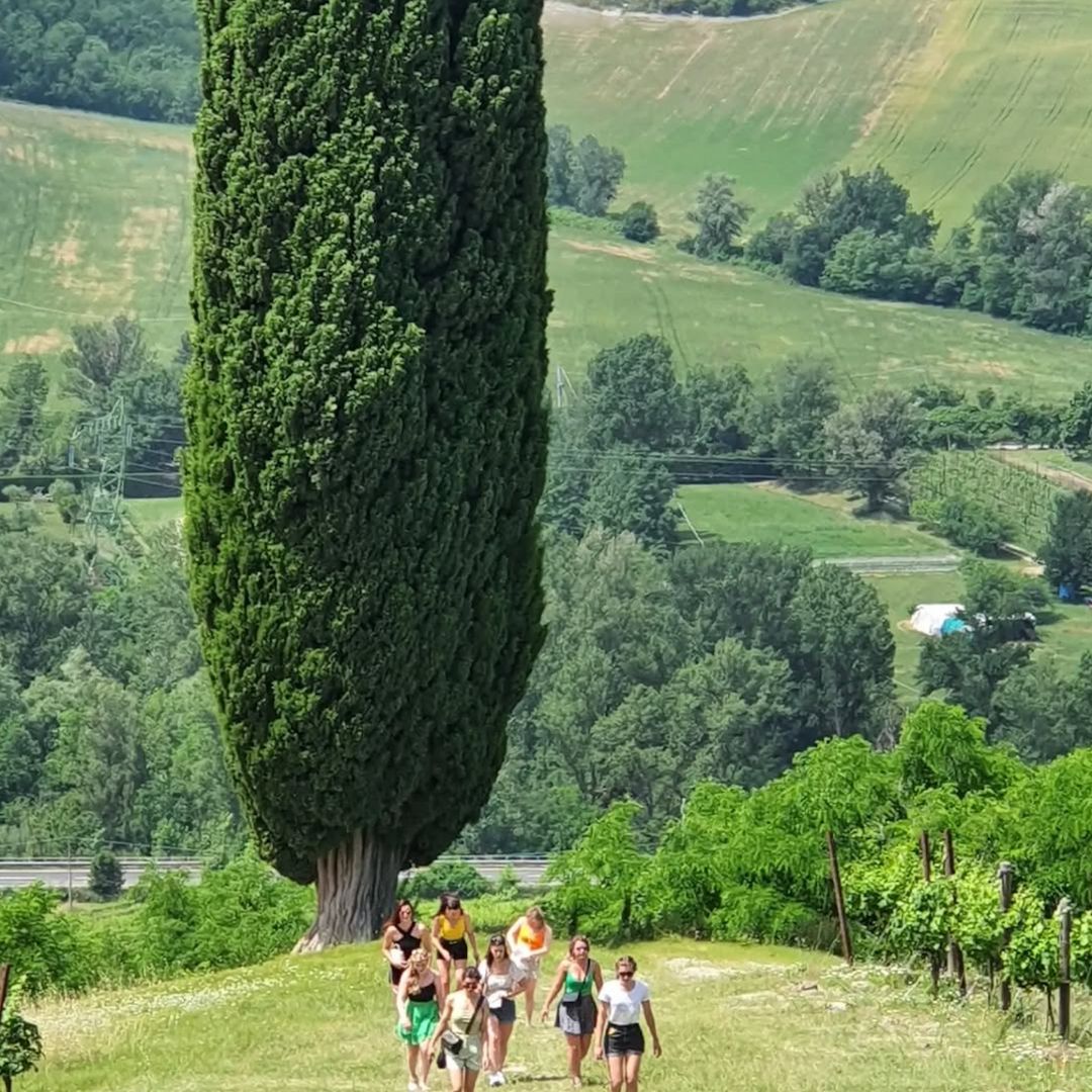 Organic Winery Visit with Wine & Food Tasting near Bologna