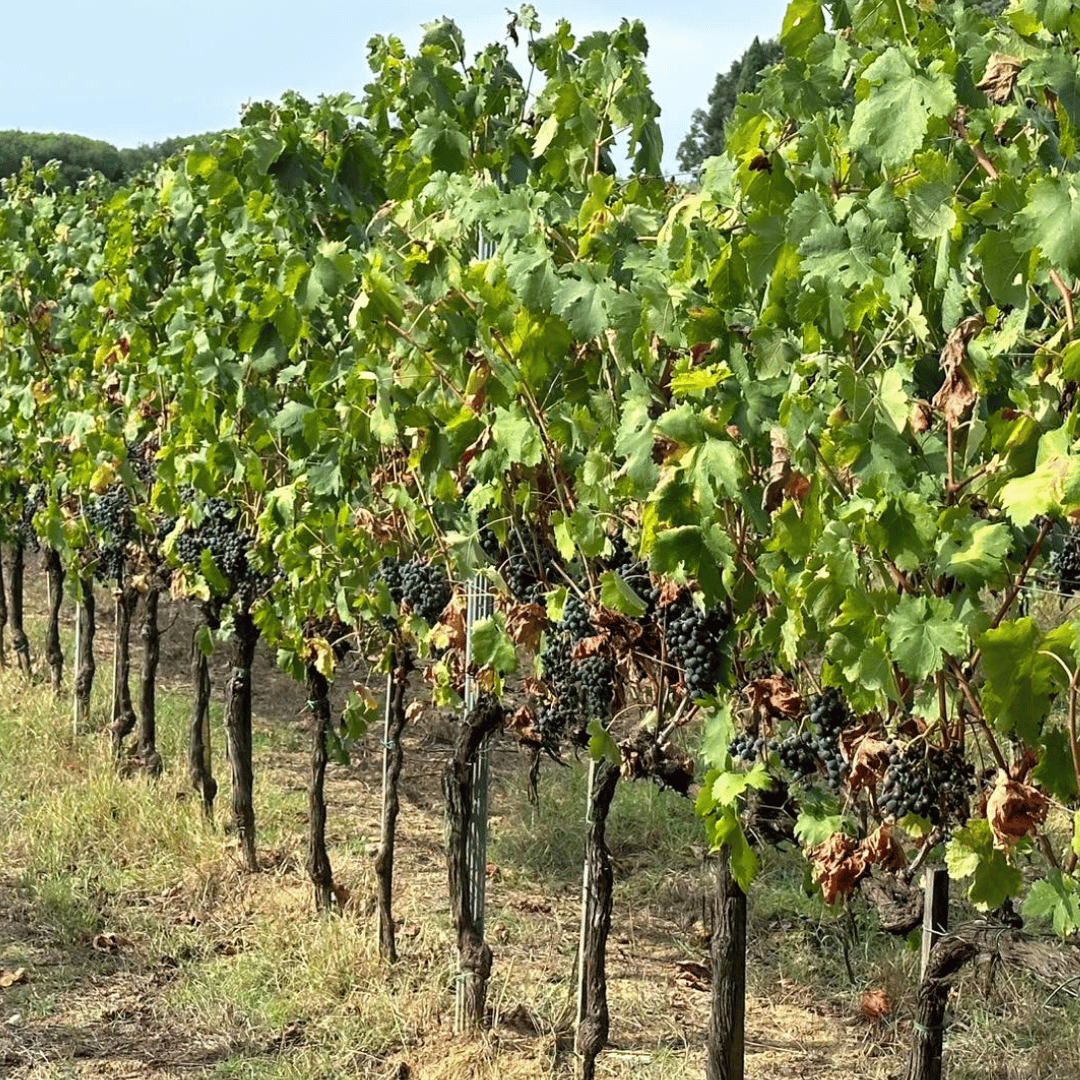 Visita a una Cantina Boutique e Degustazione di Vini vicino ad Arezzo