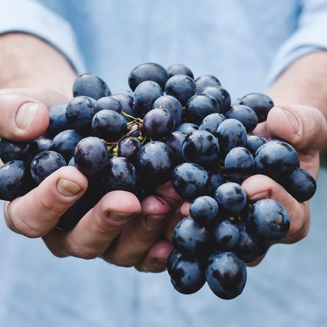 Winery Tour with Organic Wine Tasting & Lunch near Pompeii