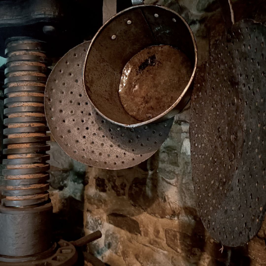 Olive Mill Visit & Guided Tasting in Taggia
