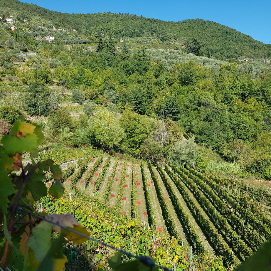 Vineyard Tour with Wine Tasting and Light Lunch near Imperia 2 Imperia