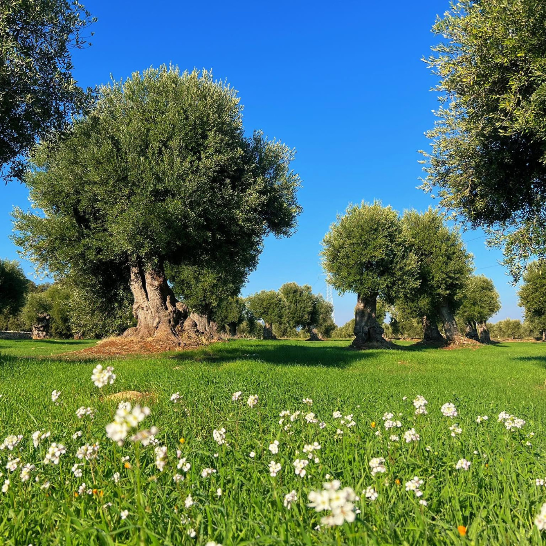 Olive Oil Tasting in Ancient Ostuni Masseria
