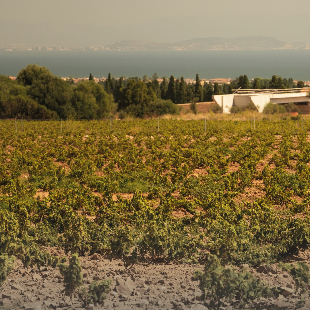 Wine Tasting & Winery Visit on Cagliari Countryside Hills