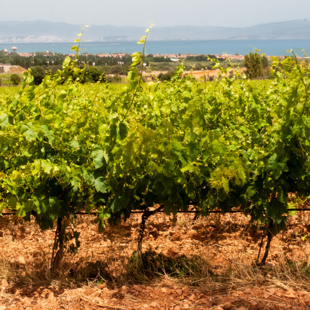 Wine Tasting & Winery Visit on Cagliari Countryside Hills