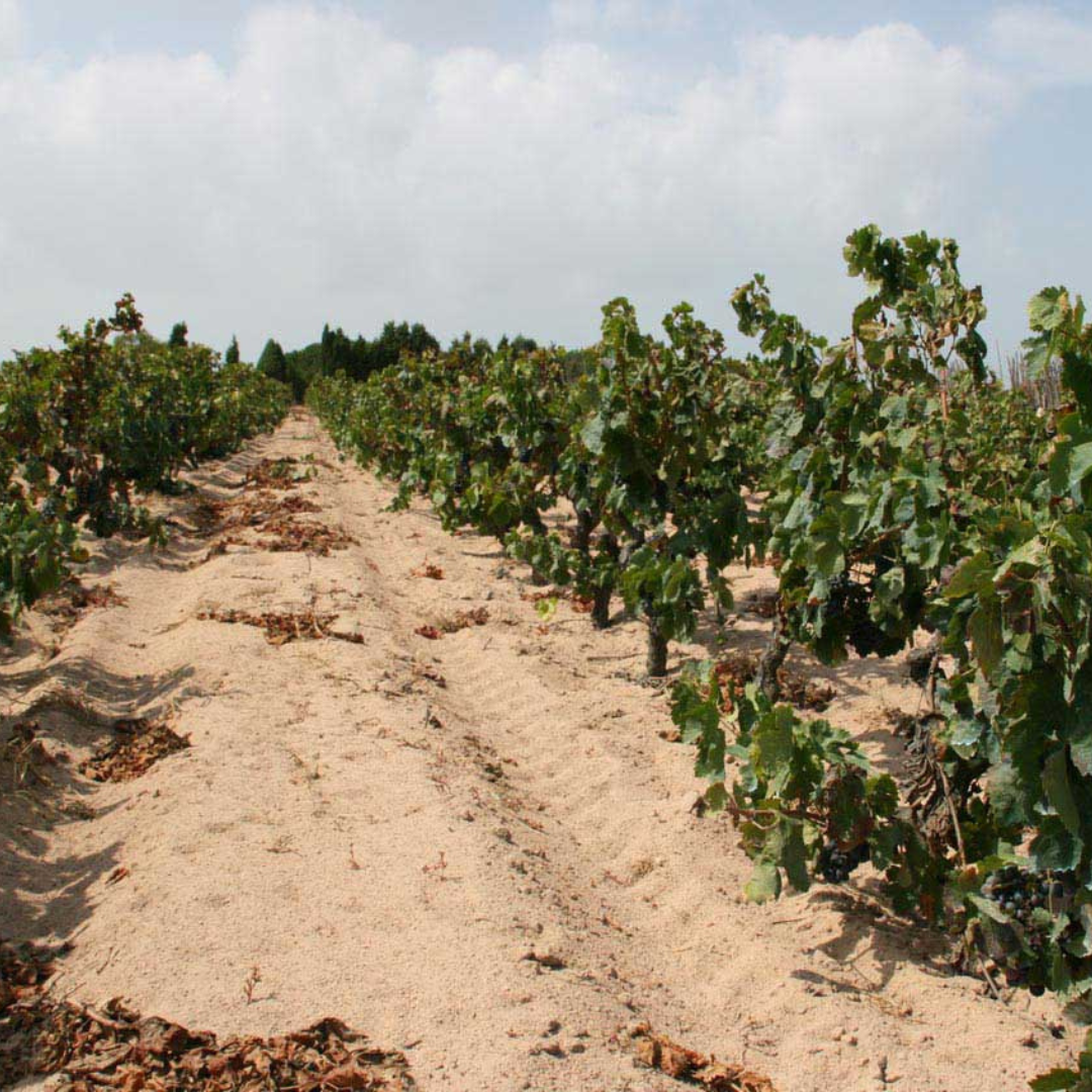 Boutique Winery Tour with Wine & Food Tasting near Cagliari
