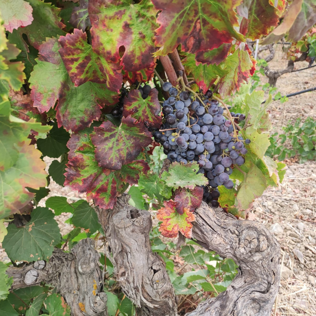 Boutique Winery Tour with Wine & Food Tasting near Cagliari