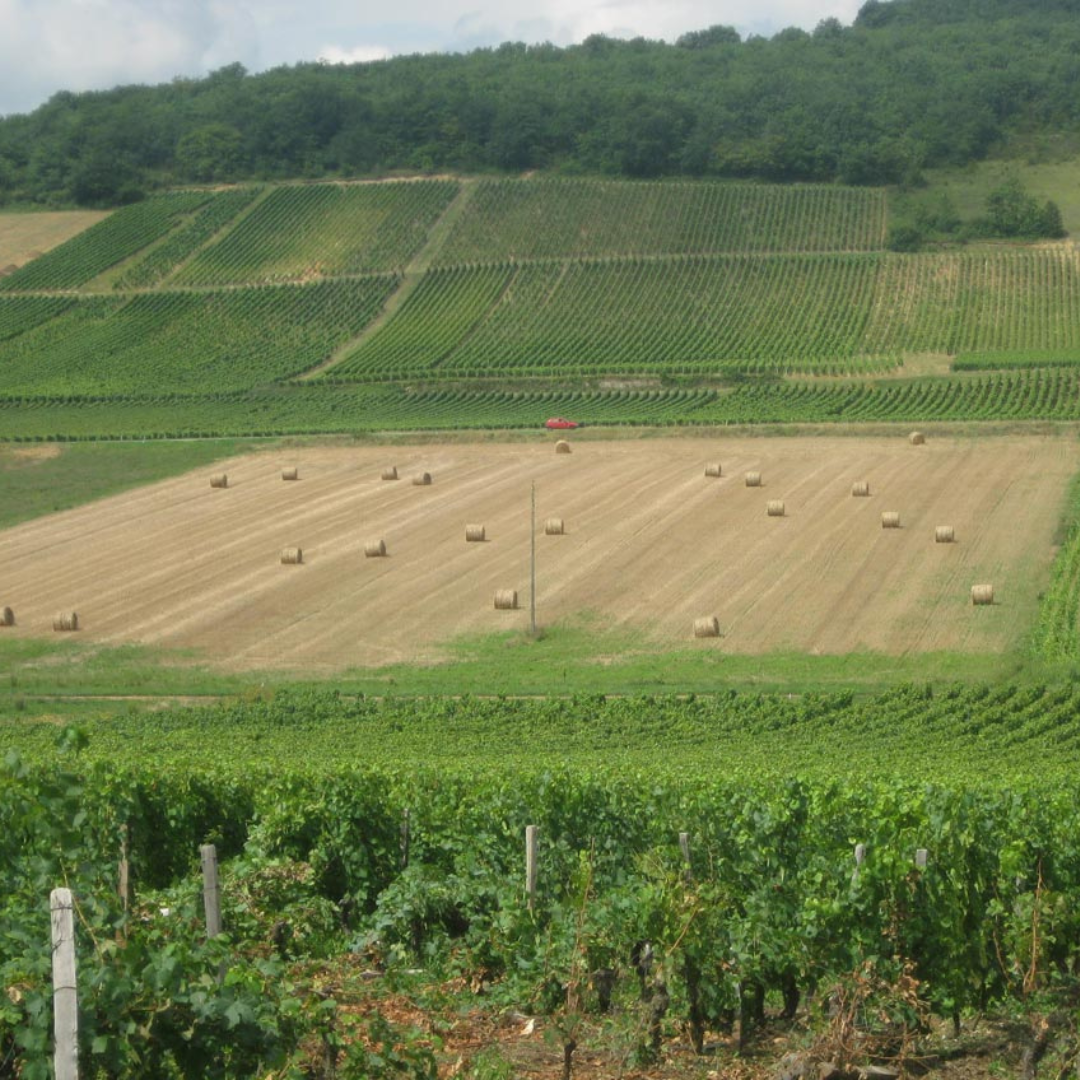 Boutique Winery Tour with Wine & Food Tasting near Cagliari