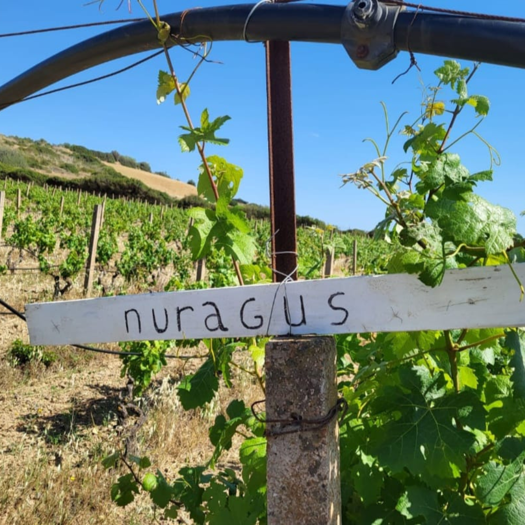 Boutique Winery Tour with Wine & Food Tasting near Cagliari
