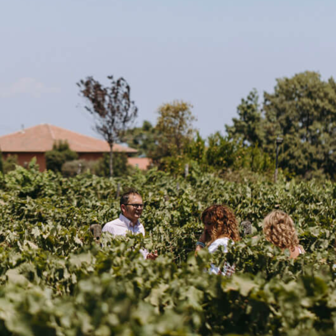 Winery Visit & Tasting on the Volcanic Slopes near Catania