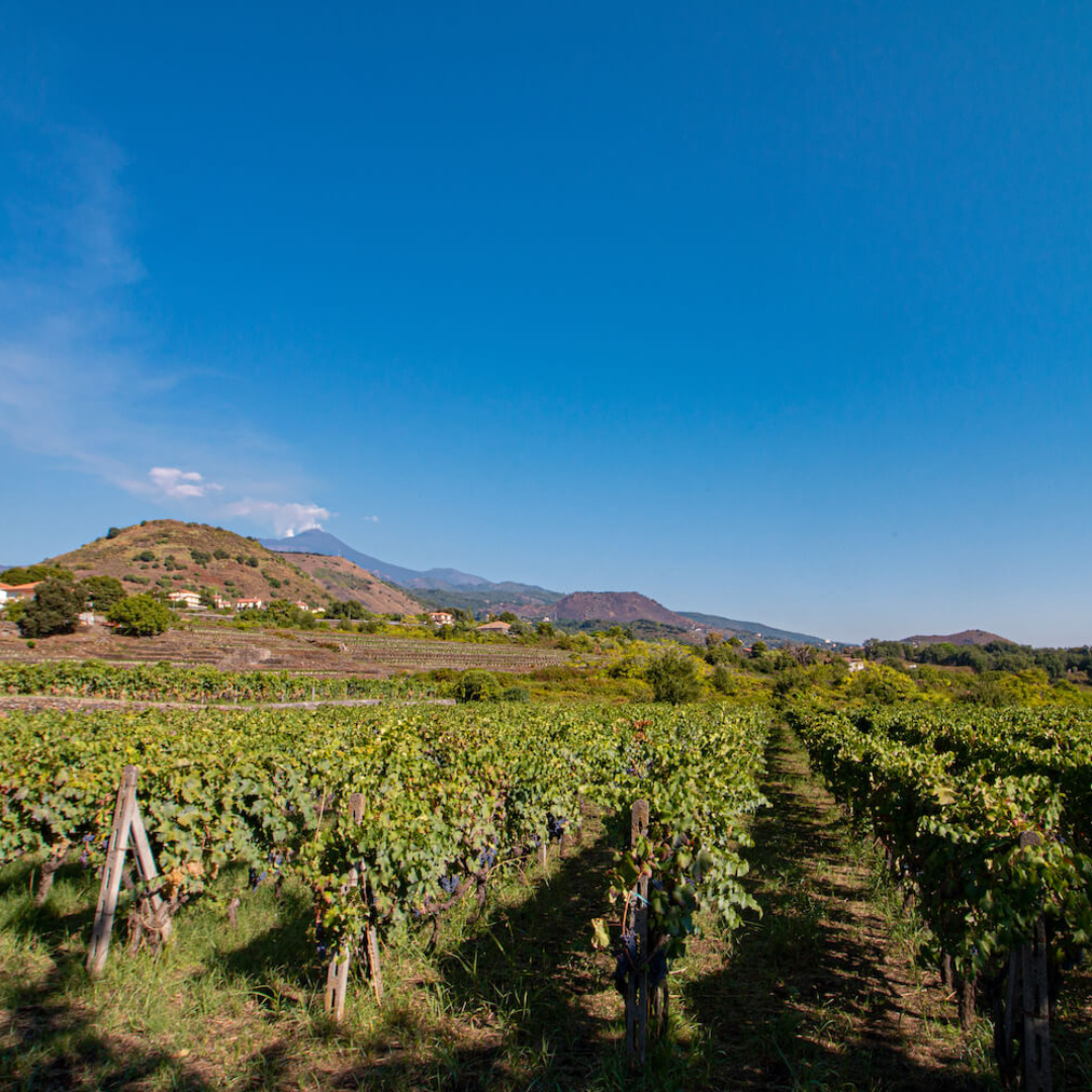 Winery Visit & Tasting on the Volcanic Slopes near Catania