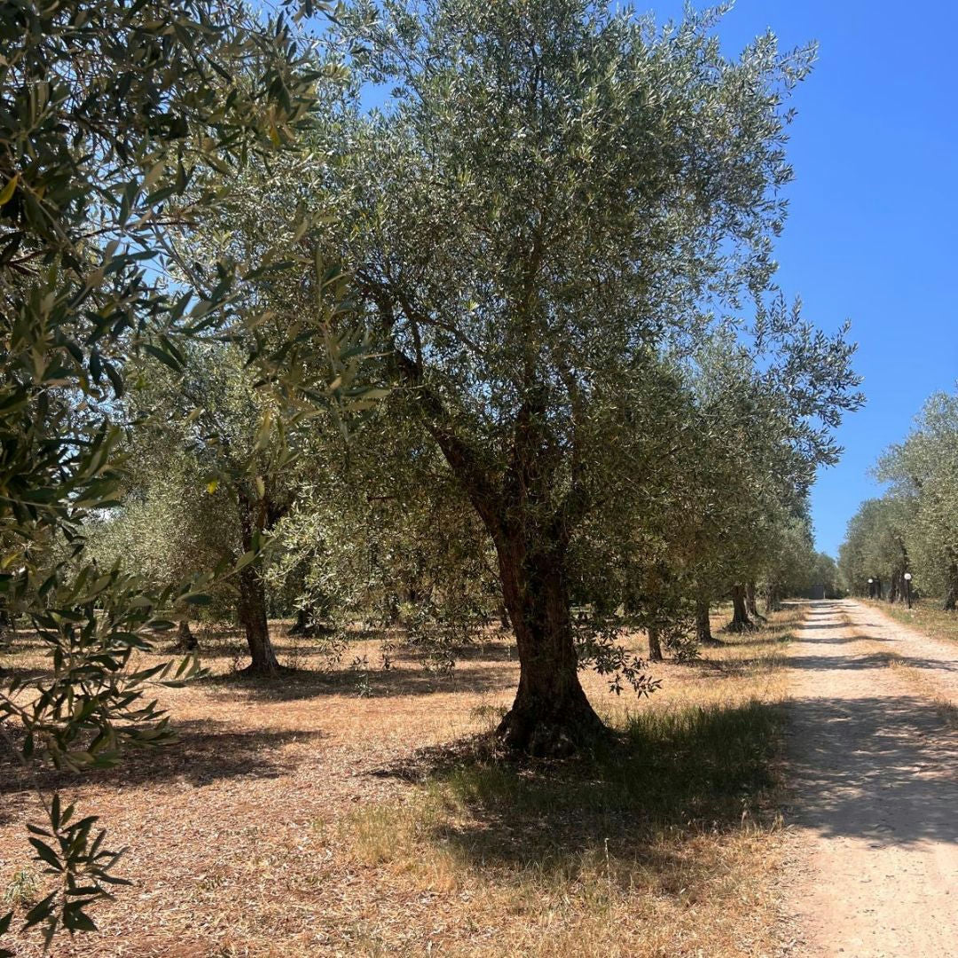 Olive Mill Tour with Olive Oil Tasting in Sassari 2 Sassari