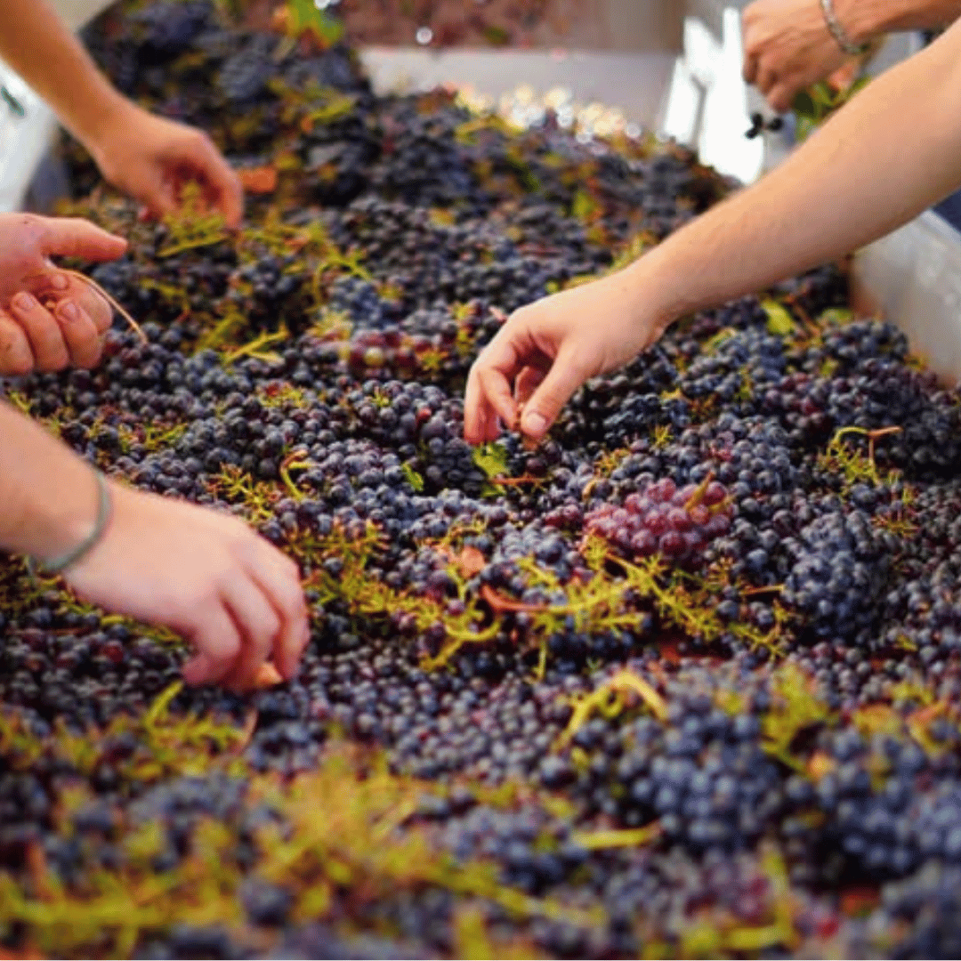 Winery Visit & Tasting near Grosseto with 6 wines