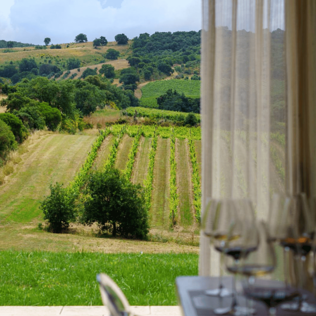 Winery Visit & Tasting near Grosseto with 6 wines