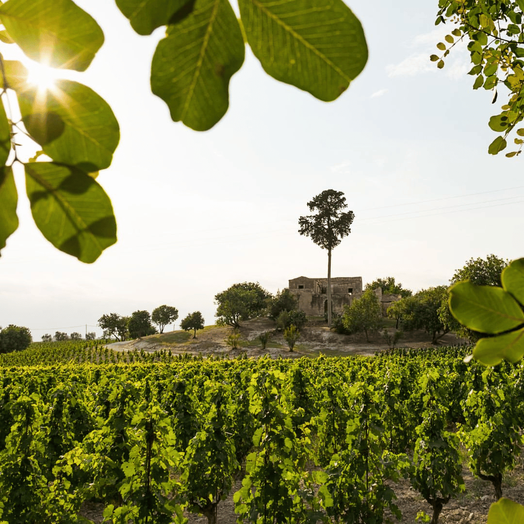 Winery Visit & Tasting near Grosseto with 6 wines
