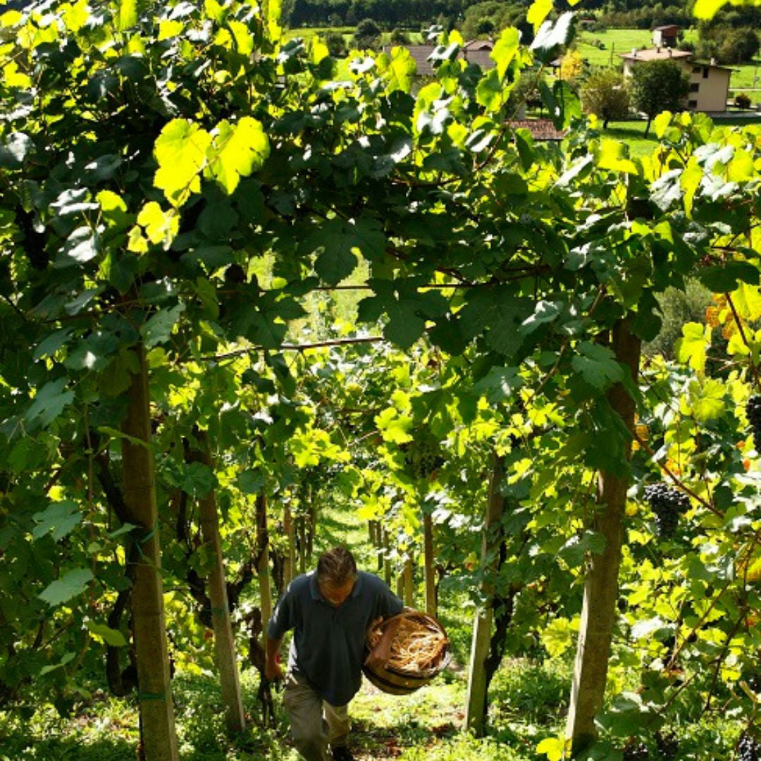 Dolomites Winery Tour and Wine Tasting near Belluno 5 Belluno