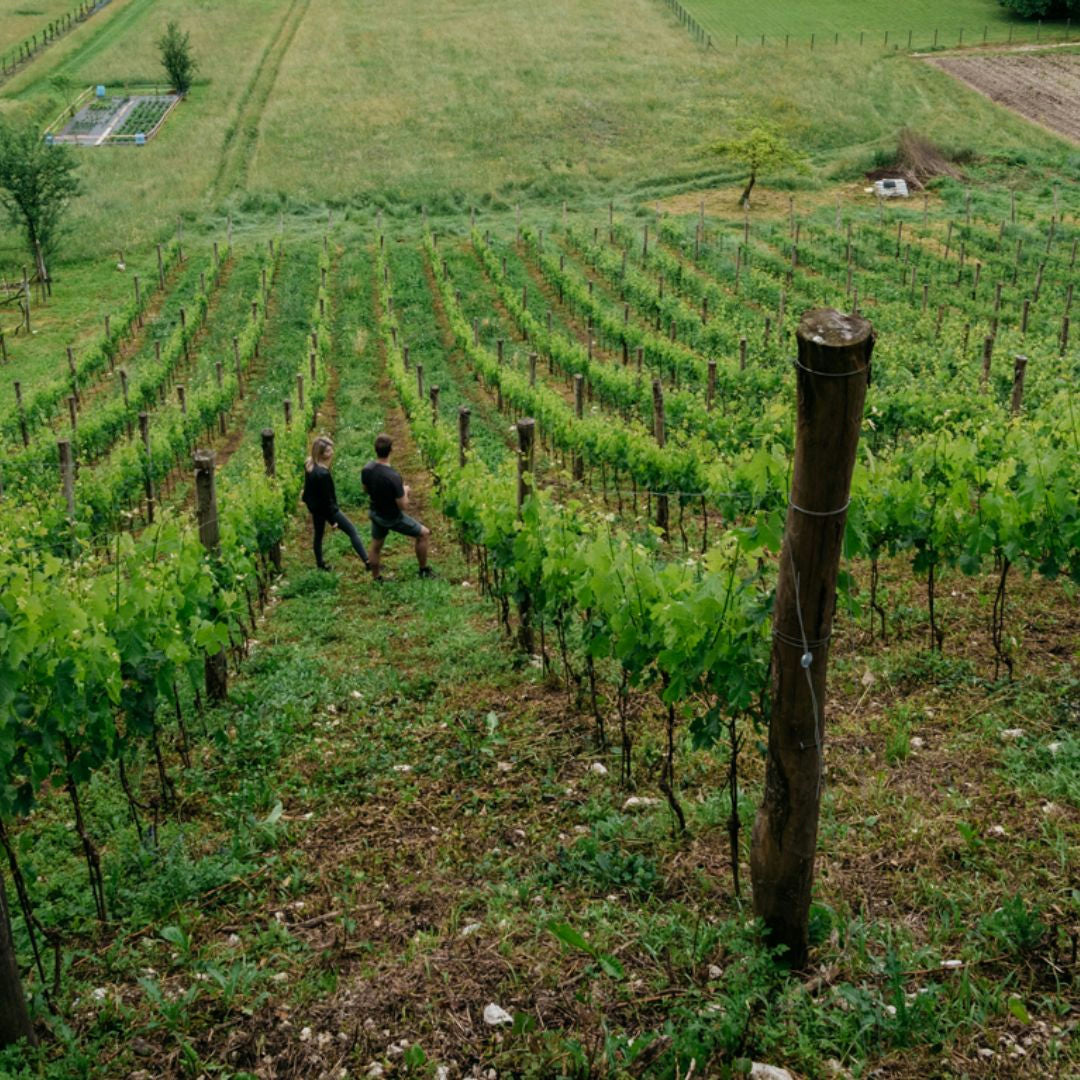 Dolomites Winery Tour and Wine Tasting near Belluno 2 Belluno