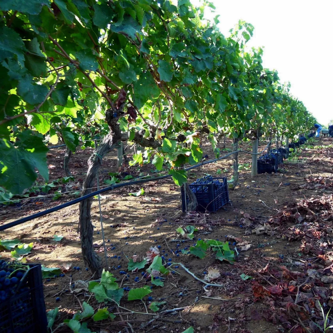 Winery Tour with Wine Tasting & Local Food near Ragusa 6 Ragusa