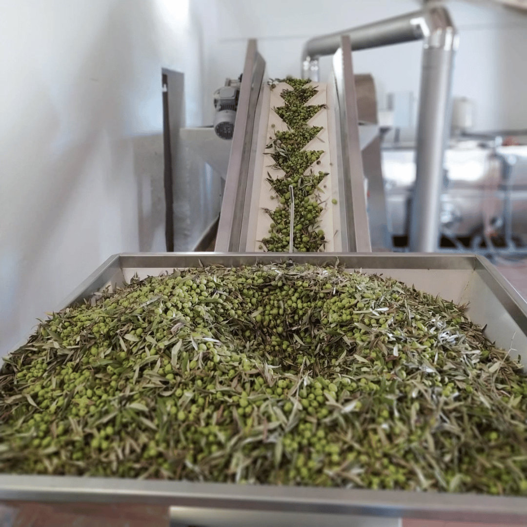 Degustazione di Olio d'Oliva e Visita Guidata al Frantoio a Perugia