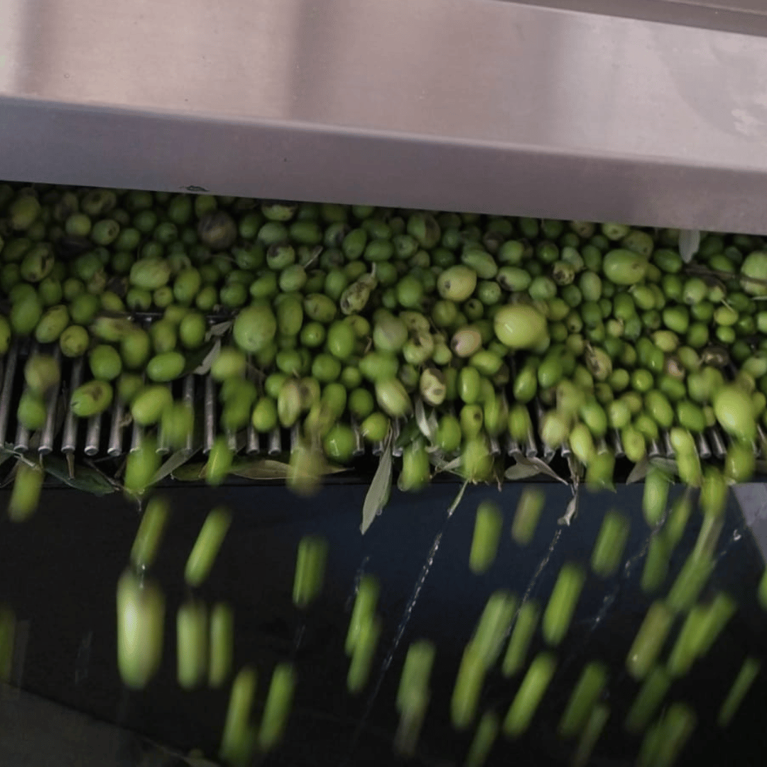 Degustazione di Olio d'Oliva e Visita Guidata al Frantoio a Perugia